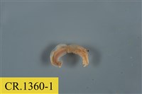 藏品(綠色細螯寄居蟹)的圖片